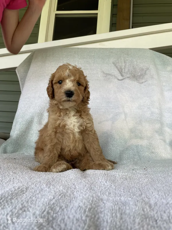 Julie – Goldendoodle puppy for sale in Westminster, SC