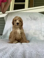 Julie, a female Goldendoodle for sale in Westminster, SC – 1 of 5