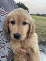 River, a male Golden Retriever for sale in Westminster, SC – 3 of 5