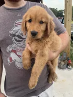 Polly, a female Golden Retriever for sale in Westminster, SC – 7 of 8