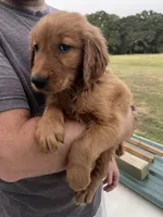 Shortie, a male Golden Retriever for sale in Westminster, SC – 3 of 7