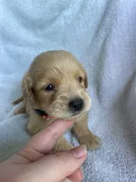Ollie, a male Golden Retriever for sale in Westminster, SC – 3 of 4