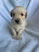 Lily, a female Golden Retriever for sale in Westminster, SC – 4 of 8