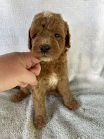 Rusty Jr, a male Goldendoodle for sale in Westminster, SC – 5 of 6