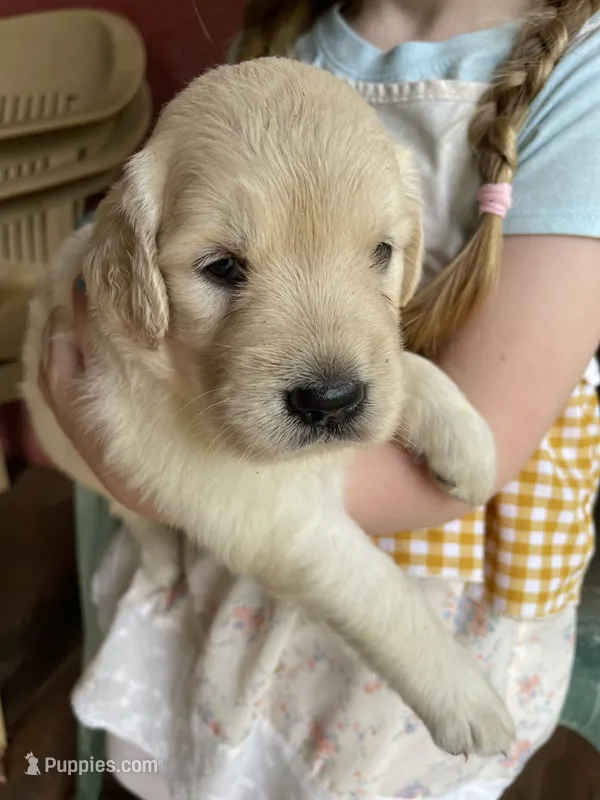 Thelma Lou  – Golden Retriever puppy for sale in Westminster, SC