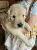 Thelma Lou , a female Golden Retriever for sale in Westminster, SC – 1 of 5