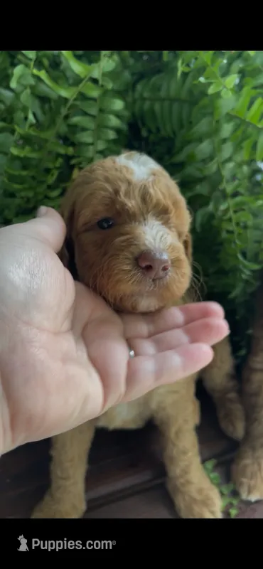 Petunia – Labradoodle puppy for sale in Westminster, SC