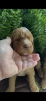 Petunia, a female Labradoodle for sale in Westminster, SC – 1 of 4