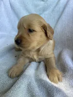 Polly, a female Golden Retriever for sale in Westminster, SC – 6 of 6