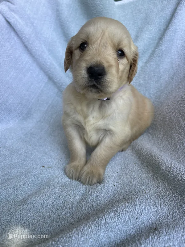 Lily – Golden Retriever puppy for sale in Westminster, SC