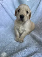 Lily, a female Golden Retriever for sale in Westminster, SC – 1 of 8