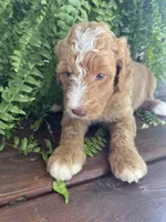 Forrest , a male Labradoodle for sale in Westminster, SC – 6 of 7