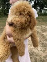 Forrest , a male Labradoodle for sale in Iva, SC – 2 of 10