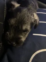 Lucas, a male Miniature Schnauzer for sale in Bridgeton, NJ – 8 of 10