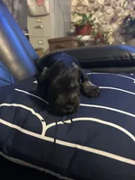 Luke, a male Miniature Schnauzer for sale in Bridgeton, NJ – 3 of 10