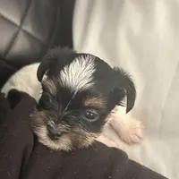 Blanca , a female Yorkshire Terrier for sale in Bridgeton, NJ – 1 of 7