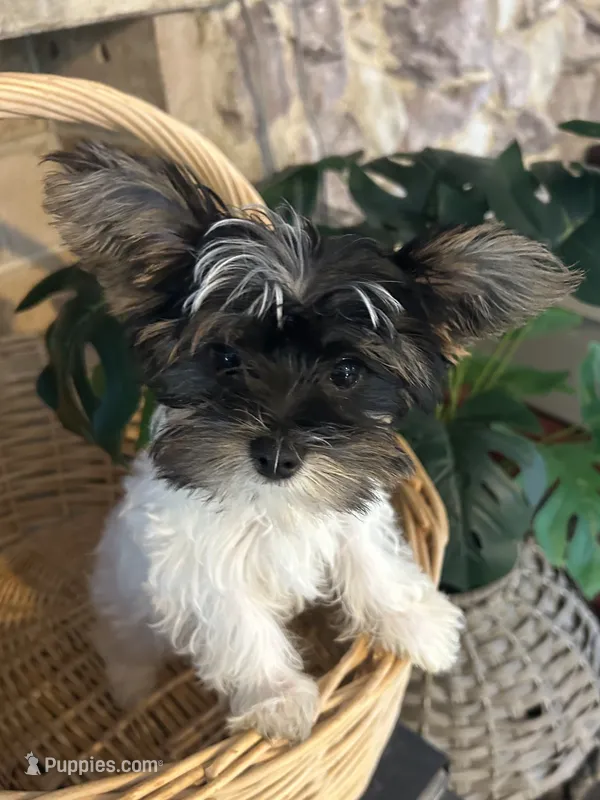 Blanca  – Yorkshire Terrier puppy for sale in Bridgeton, NJ