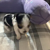 Bambi , a male Yorkshire Terrier for sale in Bridgeton, NJ – 5 of 8