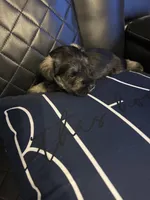 Lucas, a male Miniature Schnauzer for sale in Bridgeton, NJ – 5 of 10