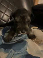 Angel, a male Miniature Schnauzer for sale in Bridgeton, NJ – 10 of 10