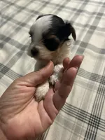 Bambi , a male Yorkshire Terrier for sale in Bridgeton, NJ – 2 of 8