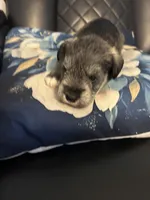 Silverado , a male Miniature Schnauzer for sale in Bridgeton, NJ – 6 of 8
