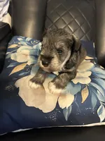Silverado , a male Miniature Schnauzer for sale in Bridgeton, NJ – 7 of 8