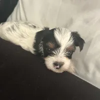 Pinta, a female Yorkshire Terrier for sale in Bridgeton, NJ – 3 of 6