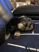 Lucas, a male Miniature Schnauzer for sale in Bridgeton, NJ – 9 of 10