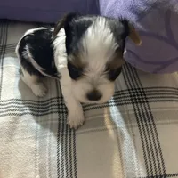 Bambi , a male Yorkshire Terrier for sale in Bridgeton, NJ – 3 of 8