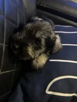 Lucas, a male Miniature Schnauzer for sale in Bridgeton, NJ – 7 of 10