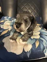 Silverado , a male Miniature Schnauzer for sale in Bridgeton, NJ – 8 of 8