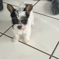 Pinta, a female Yorkshire Terrier for sale in Bridgeton, NJ – 9 of 10
