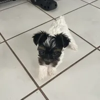 Blanca , a female Yorkshire Terrier for sale in Bridgeton, NJ – 6 of 10