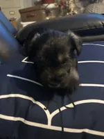 Luke, a male Miniature Schnauzer for sale in Bridgeton, NJ – 4 of 10