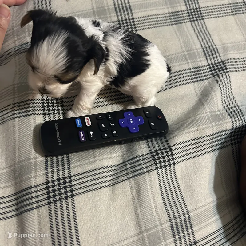 Bambi  – Yorkshire Terrier puppy for sale in Bridgeton, NJ