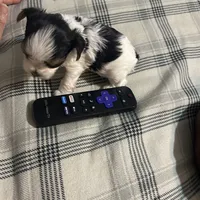 Bambi , a male Yorkshire Terrier for sale in Bridgeton, NJ – 1 of 8