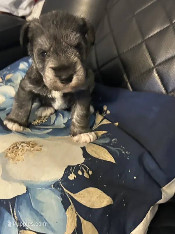 Silverado  – Miniature Schnauzer puppy for sale in Bridgeton, NJ