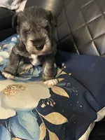 Silverado , a male Miniature Schnauzer for sale in Bridgeton, NJ – 1 of 8