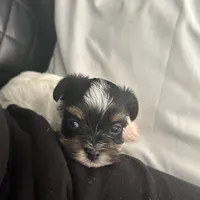 Blanca , a female Yorkshire Terrier for sale in Bridgeton, NJ – 3 of 7