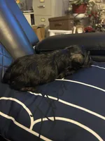 Luke, a male Miniature Schnauzer for sale in Bridgeton, NJ – 7 of 10