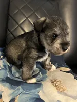 Silverado , a male Miniature Schnauzer for sale in Bridgeton, NJ – 4 of 8