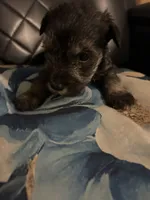 Angel, a male Miniature Schnauzer for sale in Bridgeton, NJ – 9 of 10