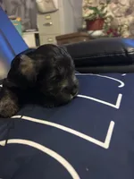 Luke, a male Miniature Schnauzer for sale in Bridgeton, NJ – 2 of 10