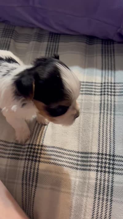 Bambi , a male Yorkshire Terrier for sale in Bridgeton, NJ – 4 of 8