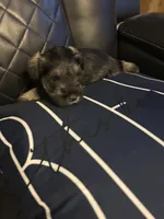 Lucas, a male Miniature Schnauzer for sale in Bridgeton, NJ – 3 of 10
