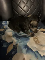 Angel, a male Miniature Schnauzer for sale in Bridgeton, NJ – 3 of 10
