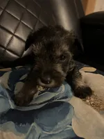 Angel, a male Miniature Schnauzer for sale in Bridgeton, NJ – 8 of 10