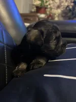 Luke, a male Miniature Schnauzer for sale in Bridgeton, NJ – 5 of 10