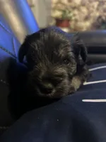 Luke, a male Miniature Schnauzer for sale in Bridgeton, NJ – 9 of 10